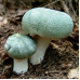 Мицелий Сыроежки зеленоватой (Russula virescens)